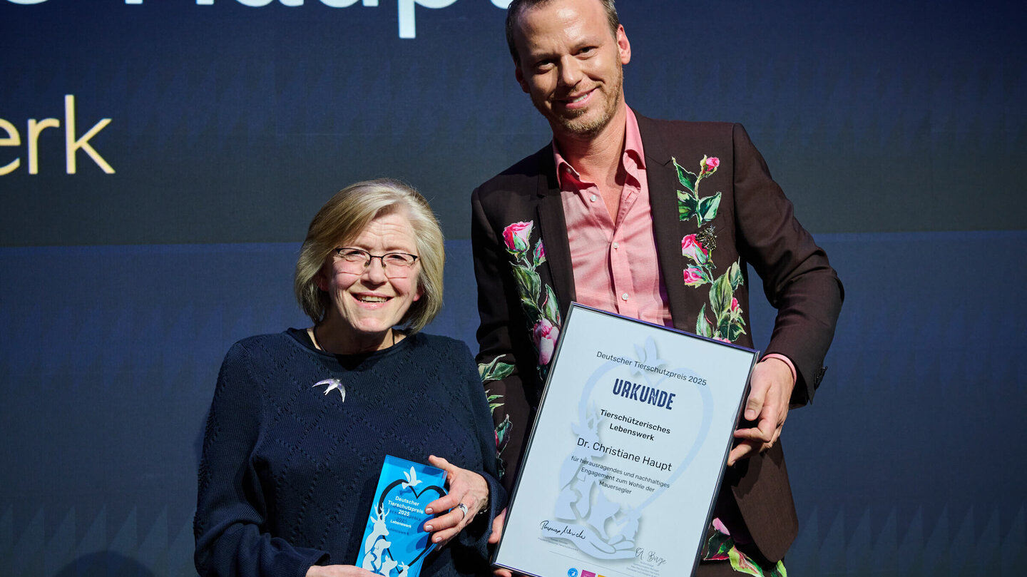 Tierschutzpreis 2025 für Dr. Christiane Haupt – jetzt für Frankfurts Mauersegler spenden