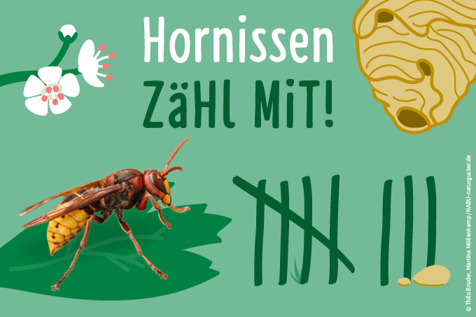 Jetzt mitmachen! Hornissen - zähl mit!