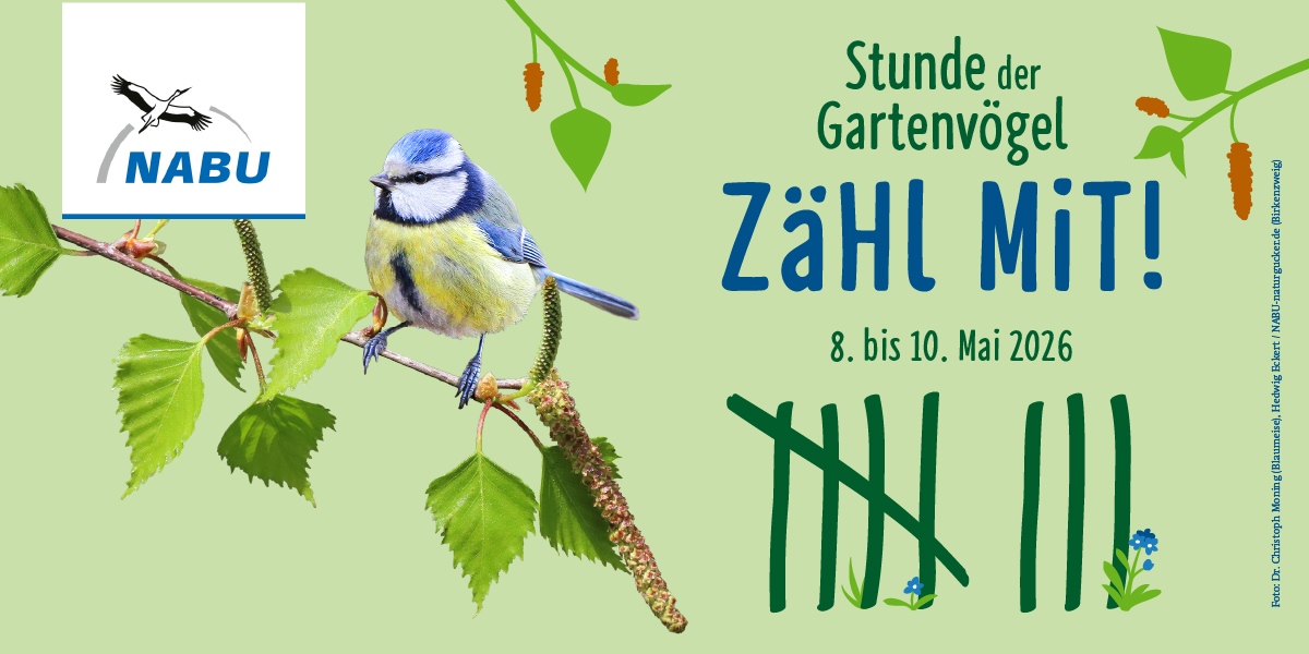NABU-Mitmachaktion "Stunde der Gartenvögel"
