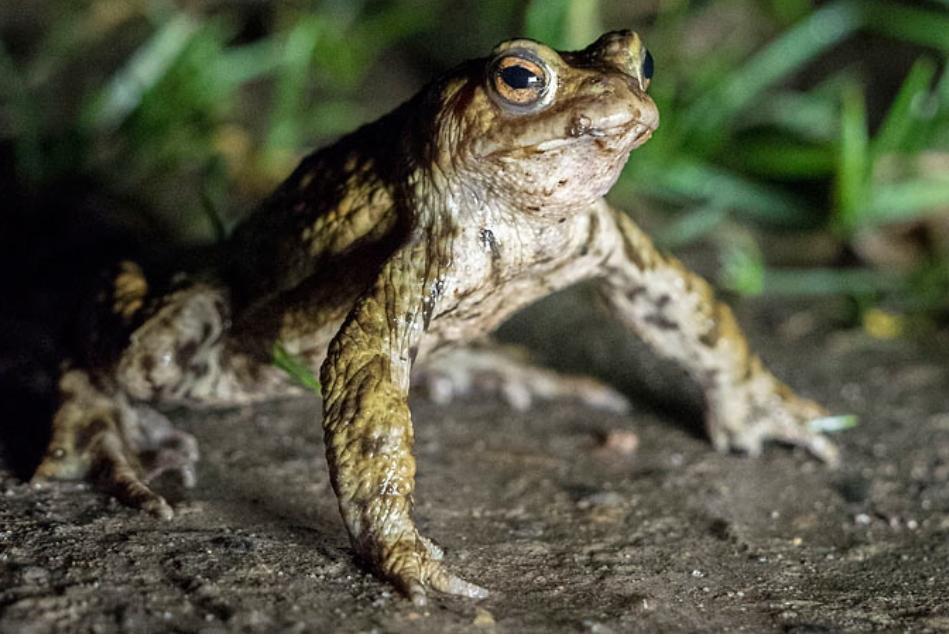 Krötenwanderung Oberschweinstiege / DoodleKalender ab sofort online! NABU Frankfurt am Main