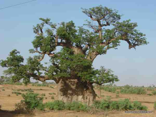 Le fameux Baobab (Sénégal)