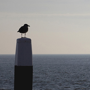Seagull sitting on a wooden Pole, Isle of Skye, Scotland, United Kingdom