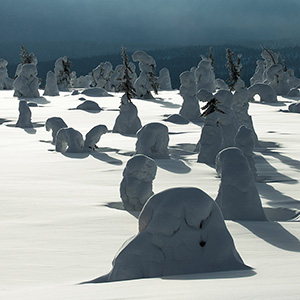 Snow Sculptures - trees covered with snow in Finland, Lapland, Riisitunturin National Park in White Light, Posio 