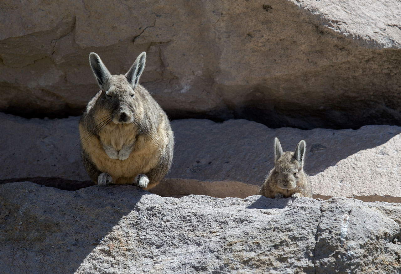 Chinchilla World Photography Image Galleries by Aike M. Voelker