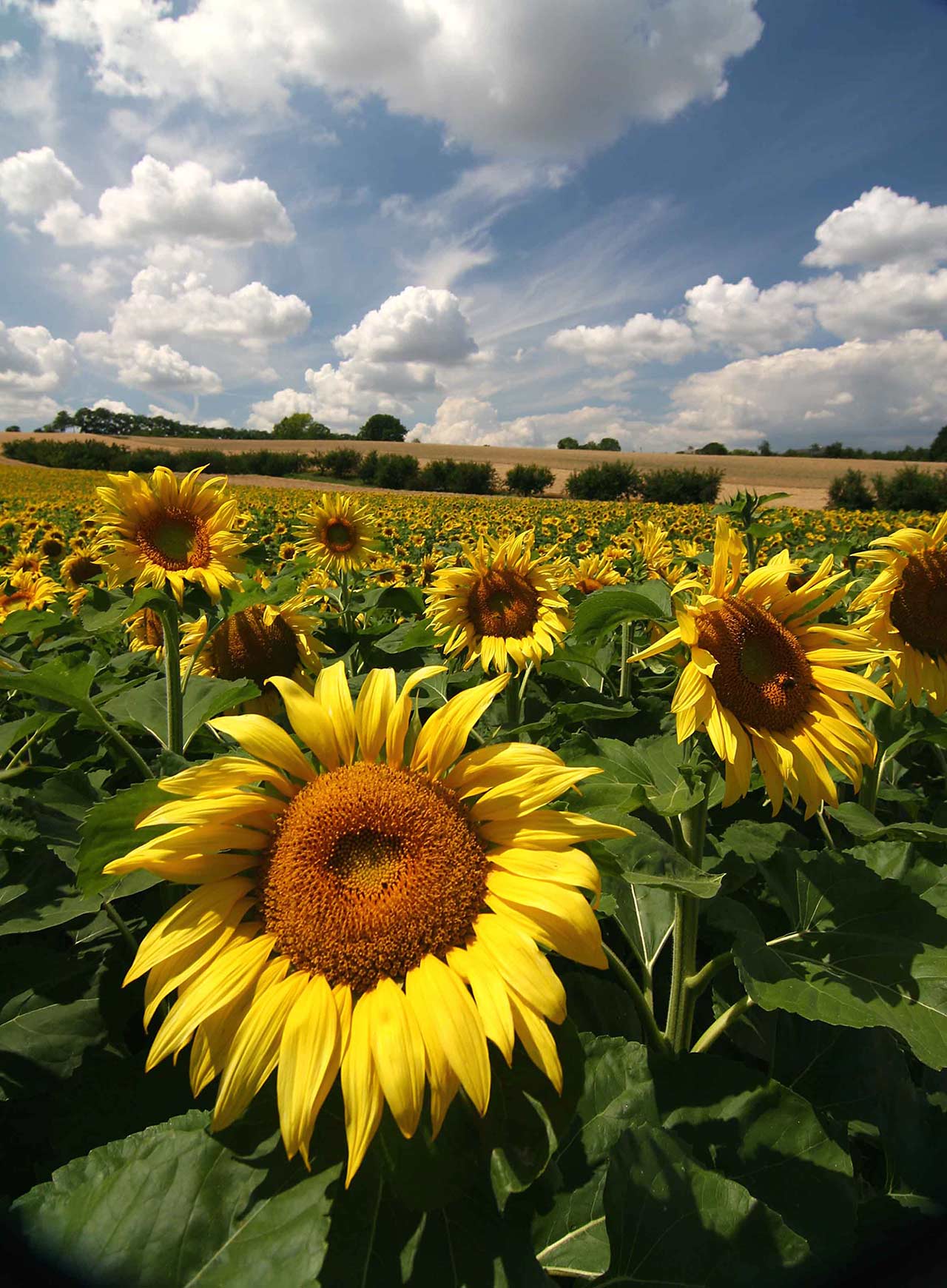 Sunflowers World Photography Image Galleries by Aike M. Voelker