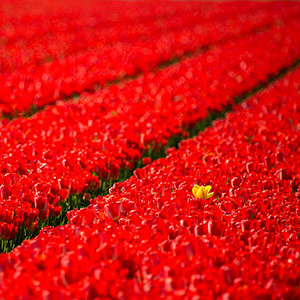 Field of Yellow and Red Tulips, Keukenhof, Holland, Netherlands, Europe 