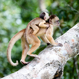 Capuchin Monkey, Wildlife, Amazon Rainforest, Amazon River, Jungle, Manaus, Brazil, South America