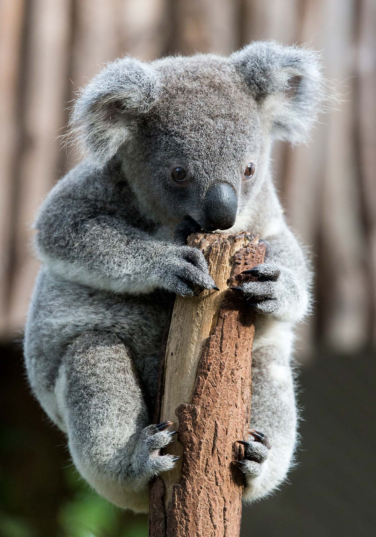 Koala Baby World Photography Image Galleries by Aike M. Voelker