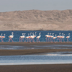Group of Flamingos walking in a Lagoon, Namibia, Africa 