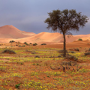 Desert Life, dunes covered with yellow blossoms after rain, Sossusvlei, Namib Desert, Namibia, Africa