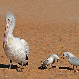 Pelican and two complaining seagulls at Monkey Mia, Coral Bay Beach, Western Australia