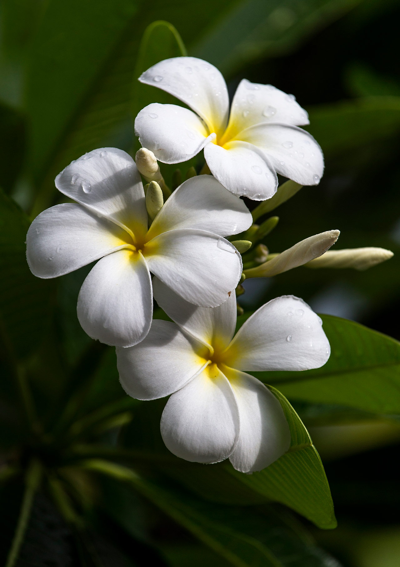 Plumeria World Photography Image Galleries by Aike M. Voelker