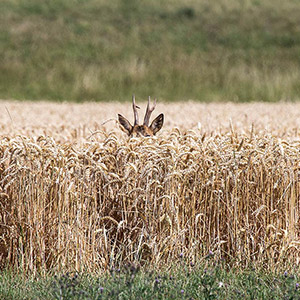 Collection of Animals in wildlife in Central Europe, Mammals, Bird, Photographic Collection 