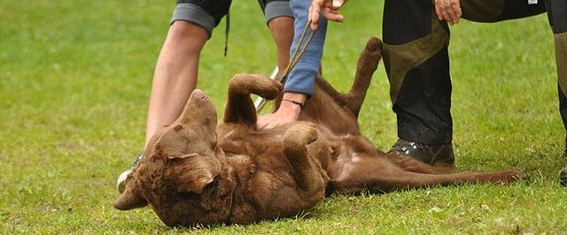 Wesenstest DRC Chesapeake Bay Retriever Work&Talk Workandtalk Chessies Rassehundetreffen Jagdhund