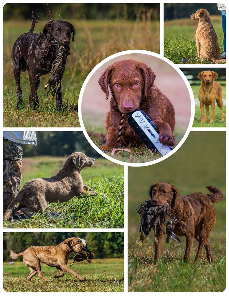 Farben Chesapeake Bay Retriever