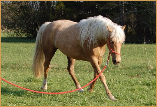Mit 3 Jahren macht Colleen erste Erfahrungen mit einem Horsemanship Trainer