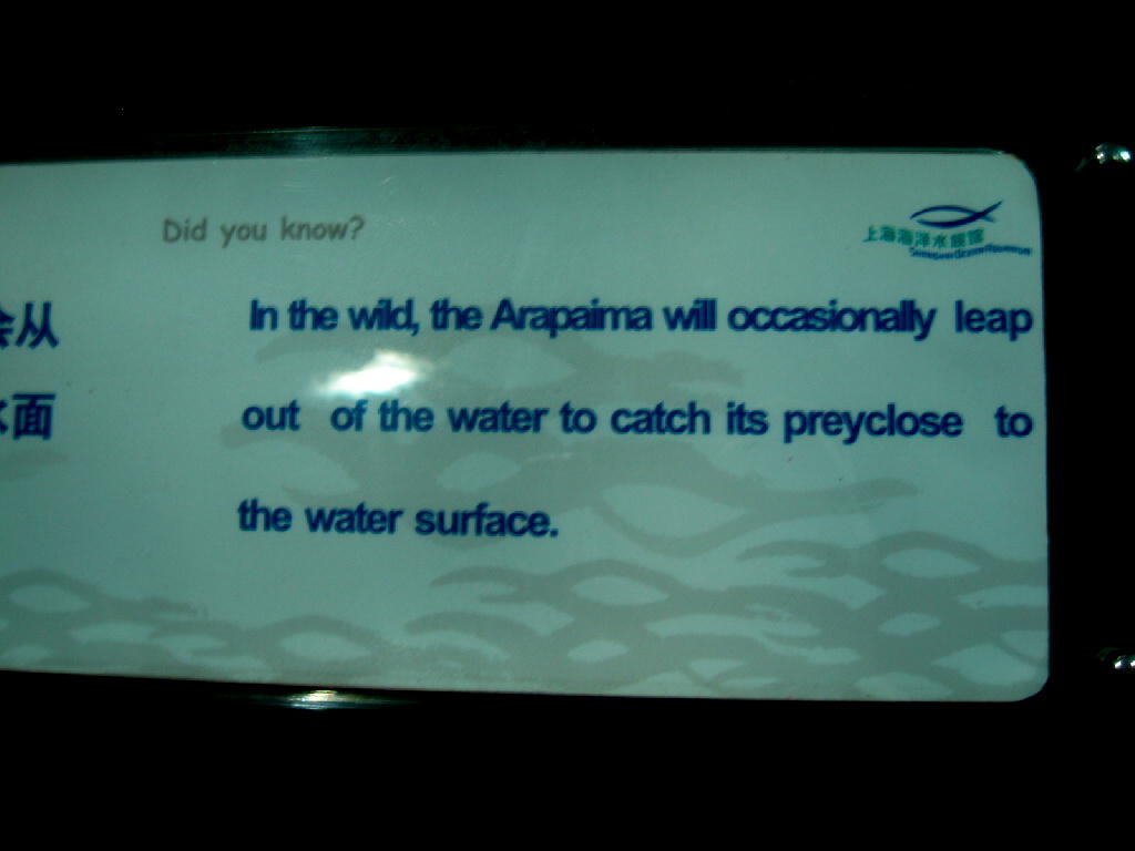 descrizione pesce araicama