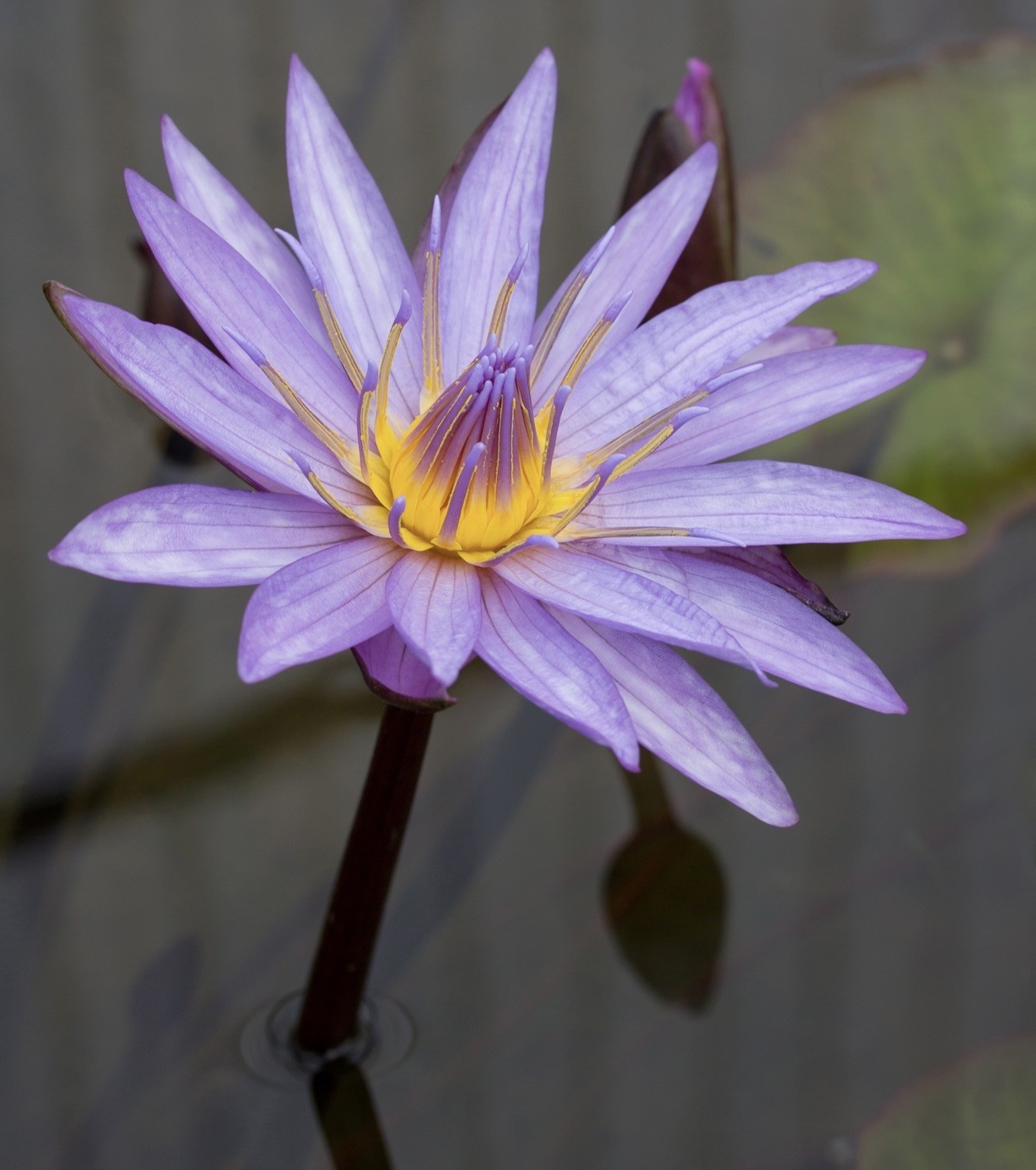 DE LOTUSBLOEM