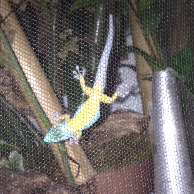 Schlafender Gecko, der gelbe Bauch ist hier gut zu erkennen