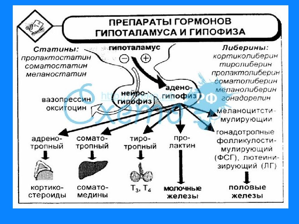 Гипофиз влияние гормона. Гормоны гипоталамуса и гипофиза их функции. Гормоны гипоталамуса схема. Гормоны гипофиза и гипоталамуса таблица. Препараты гормонов гипоталамуса механизм действия.