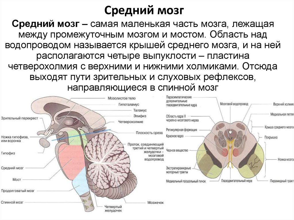 Строение среднего мозга в головном мозге. Средний мозг анатомические структуры. Основная структура среднего мозга. Отделы среднего мозга схема. Средний мозг строение структура функции.