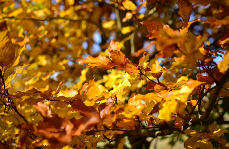 Die Herbst-Kur mit Schüssler-Salzen