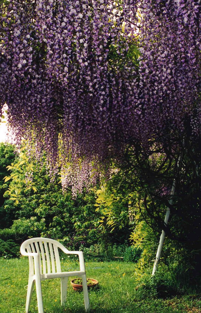 Les glycines au printemps.