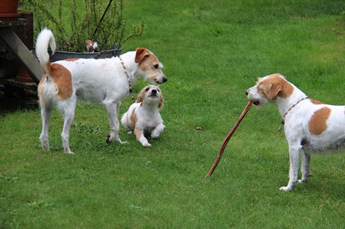 Ajoula, Difrida und Brezel