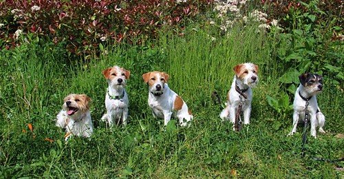 Cendo, Craxel, Brezel, Ceeke und Bruma