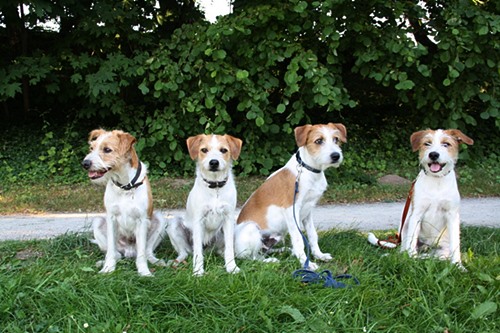 Flax und Ajoula mit Arild & Kismo