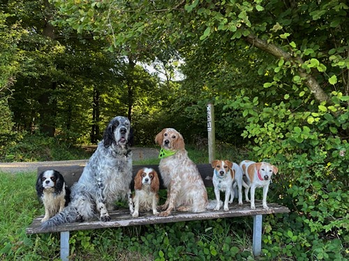 Domino, Faramir, Melody, D`Artagnan mit Ebba & Brezel