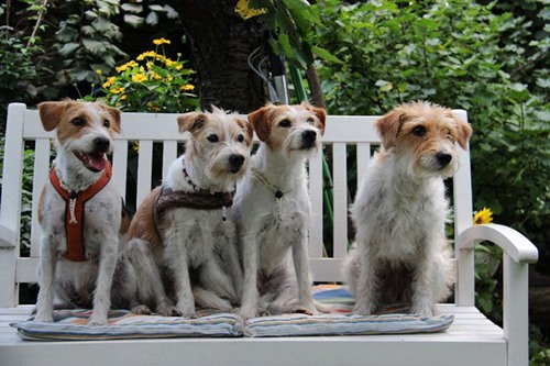 Brezel, Flax, Ajoula & Apooni