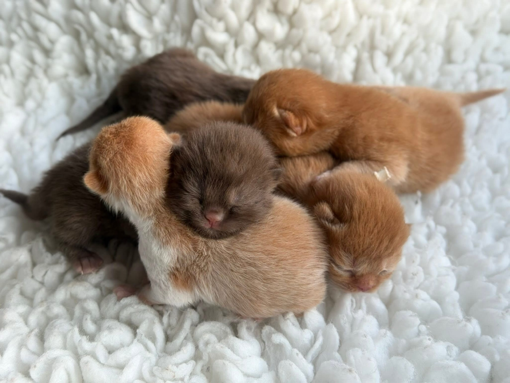 Inky, Ismo, Igor, Ippo, Iggy