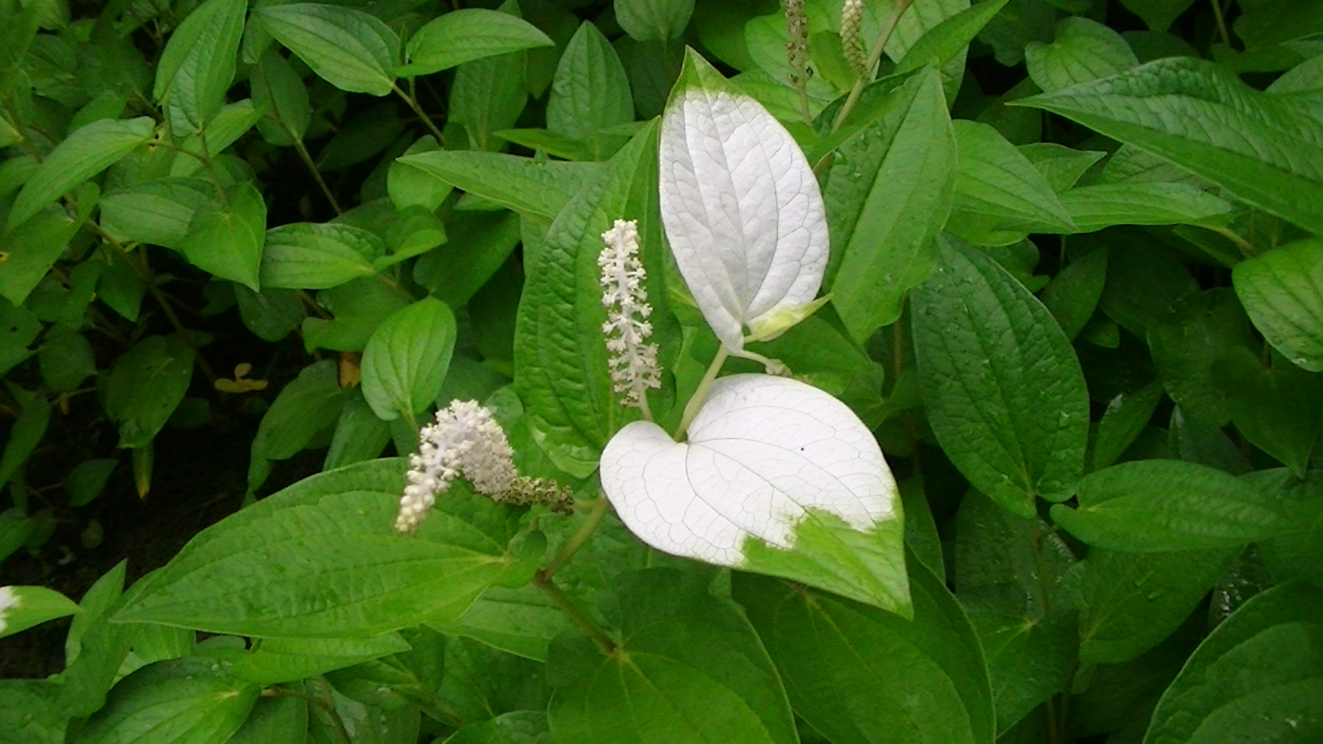 季節の流れを知らせる草花