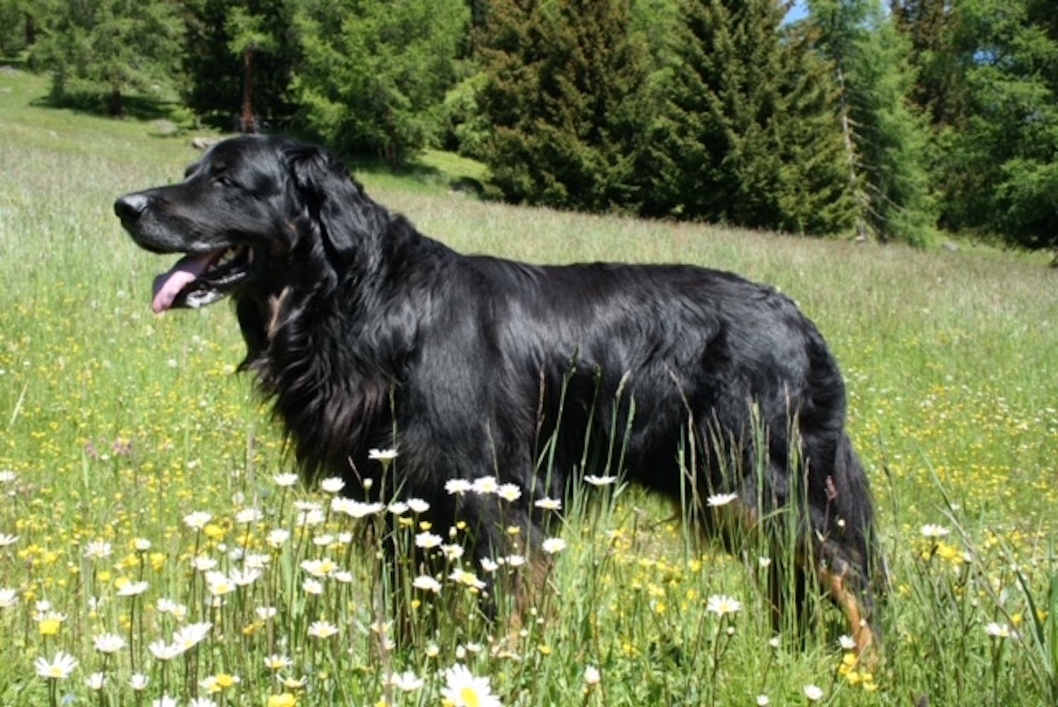 Champ von der Hexenbuche