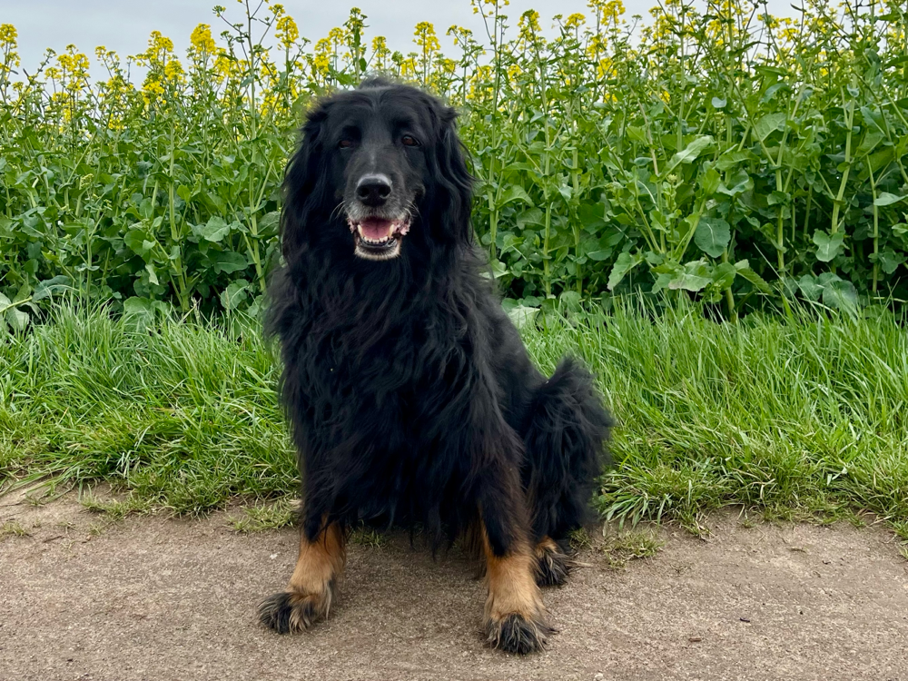 "Brooki" Brooke vom Nattbach