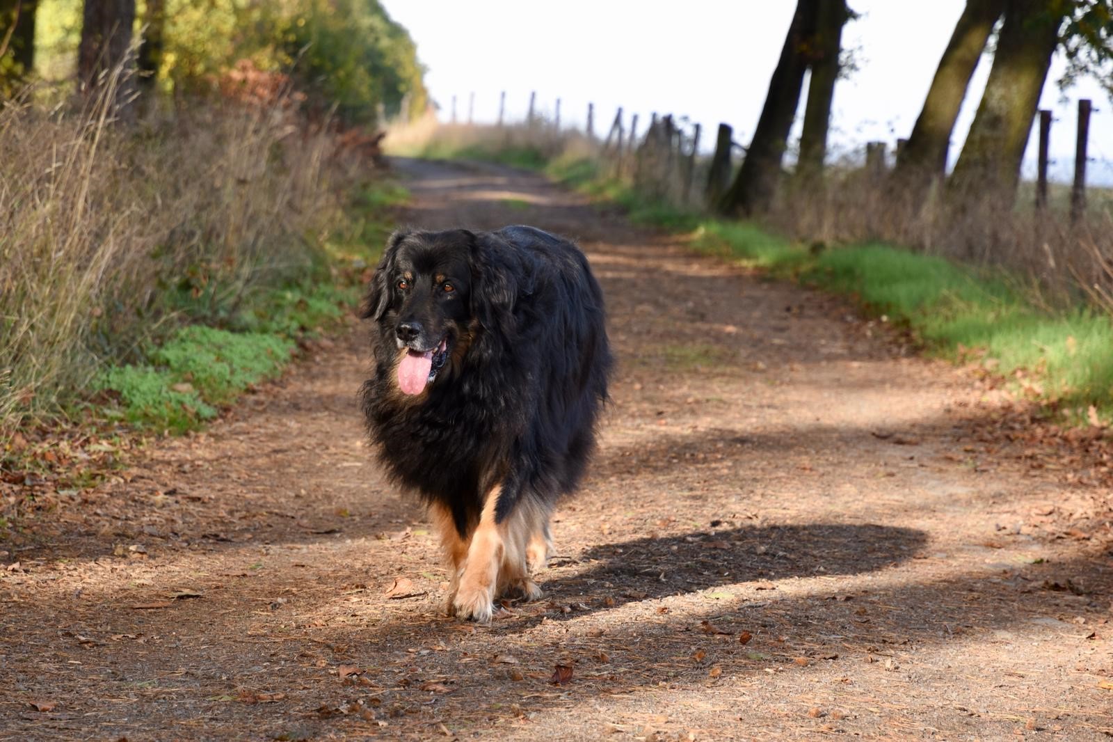 "Balou" Captain Lou von der Hexenbuche