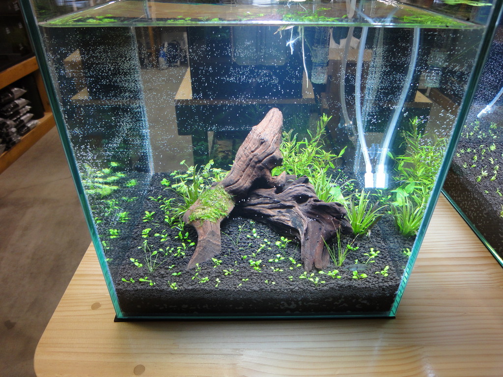 横幅、奥行き30センチ高さ40センチキューブ水槽 横幅、奥行き30センチ高さ40センチキューブ水槽 水槽