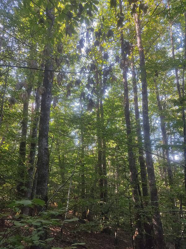 Avenir Forêt acquiert son 30ème massif forestier avec 20 ha à Neuvic en Corrèze