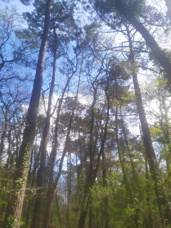 Avenir Forêt acquiert son 34ème massif forestier avec 31 ha à Saint-Barthélémy-de-Bellegarde en Dordogne