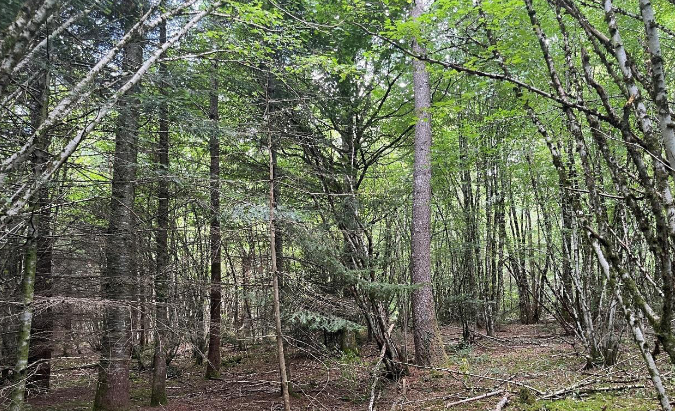 Avenir Forêt acquiert son 41ème forêt avec 5ha à Sérandon en Corrèze