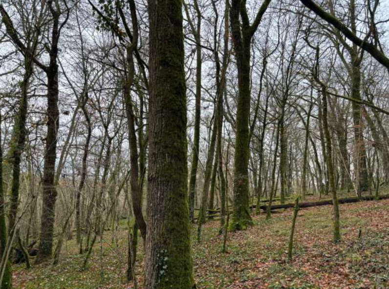 Avenir Forêt acquiert sa 42ème forêt avec 20ha à St-Front d'Alemps en Dordogne