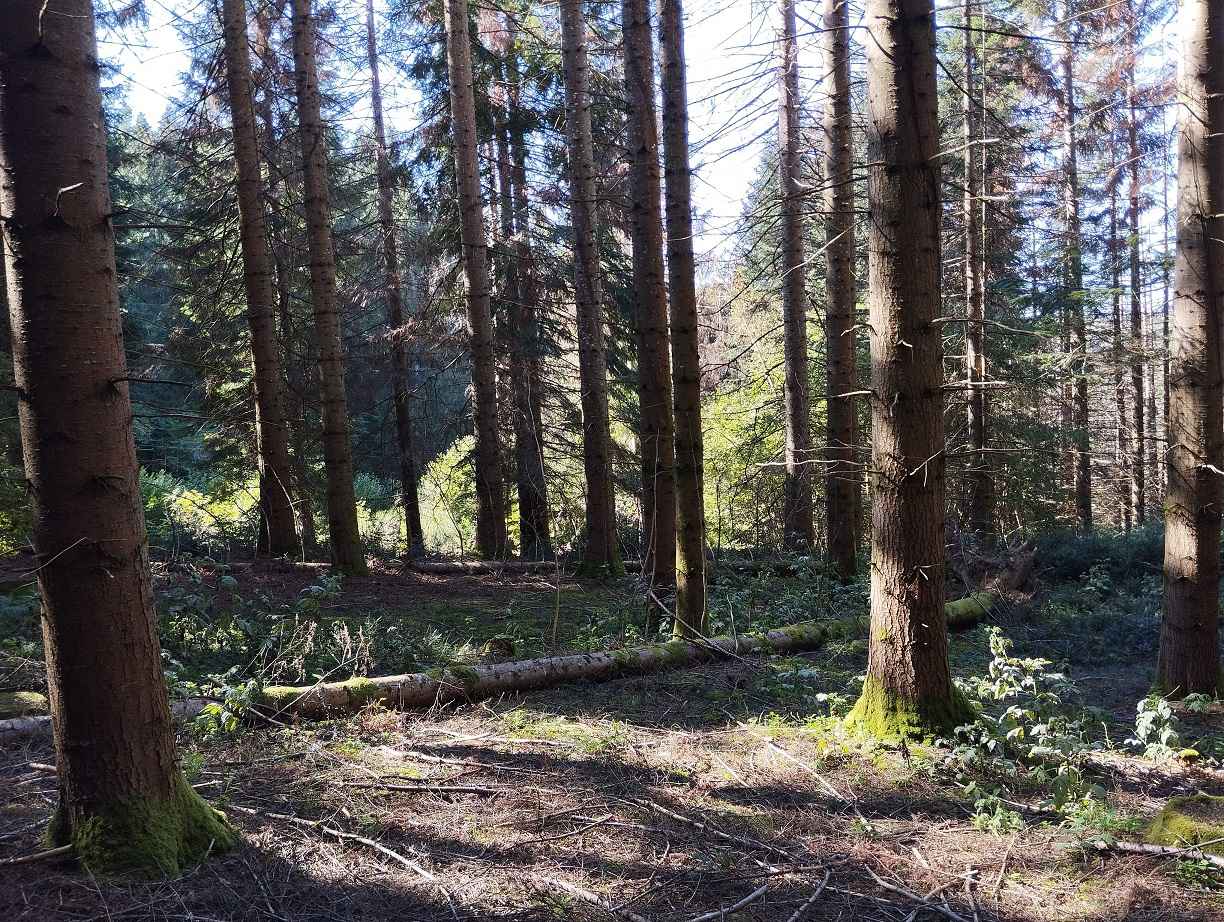 Avenir Forêt acquiert son 35ème massif forestier avec 32 ha à Neuvic en Corrèze