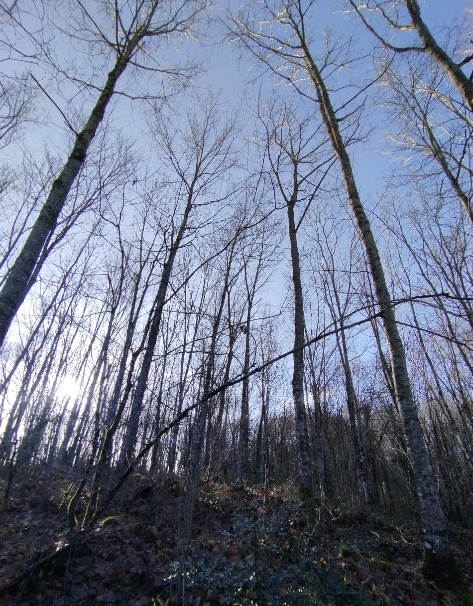 Avenir Forêt acquiert son 39ème massif forestier avec 13 ha à Glanges en Haute-Vienne
