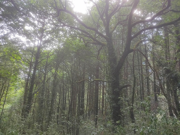 Avenir Forêt acquiert son 37ème massif forestier avec 10 ha à Firmi en Aveyron