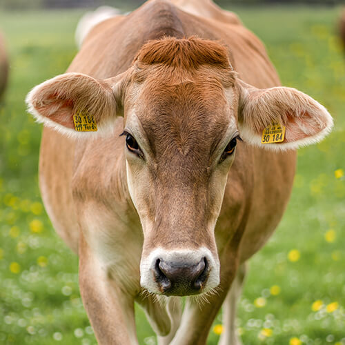 Eine Kuh auf der Weide