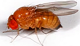Drosophila suzukii (femelle) 