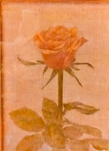 野薔薇
