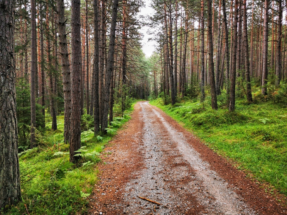 Breiter Fahrweg nach Mötz