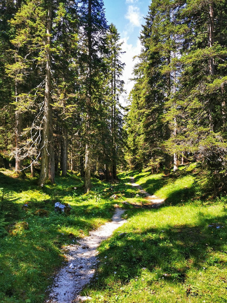 Schöner Waldweg